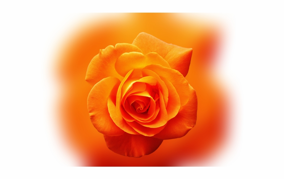 Color Palette Ideas From Orange Rose Flower Image