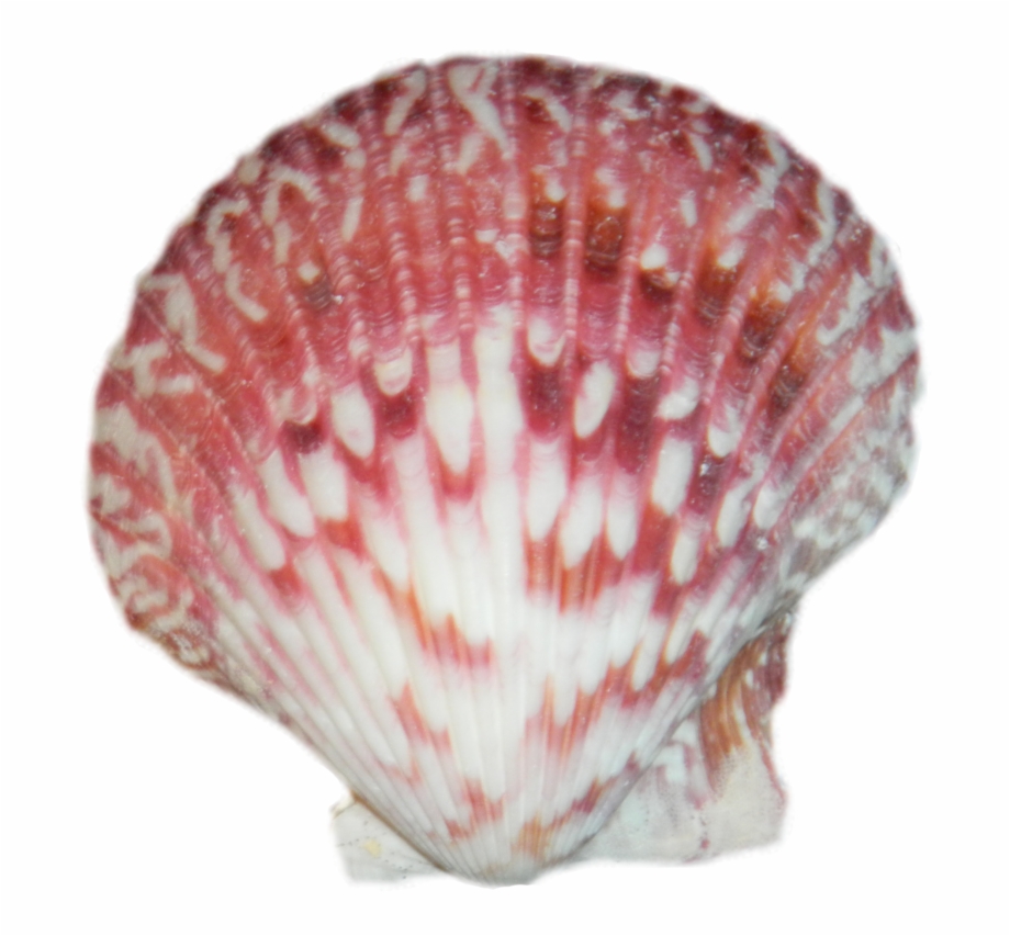 Download Seashell Latest Version Sea Shell Transparent Png