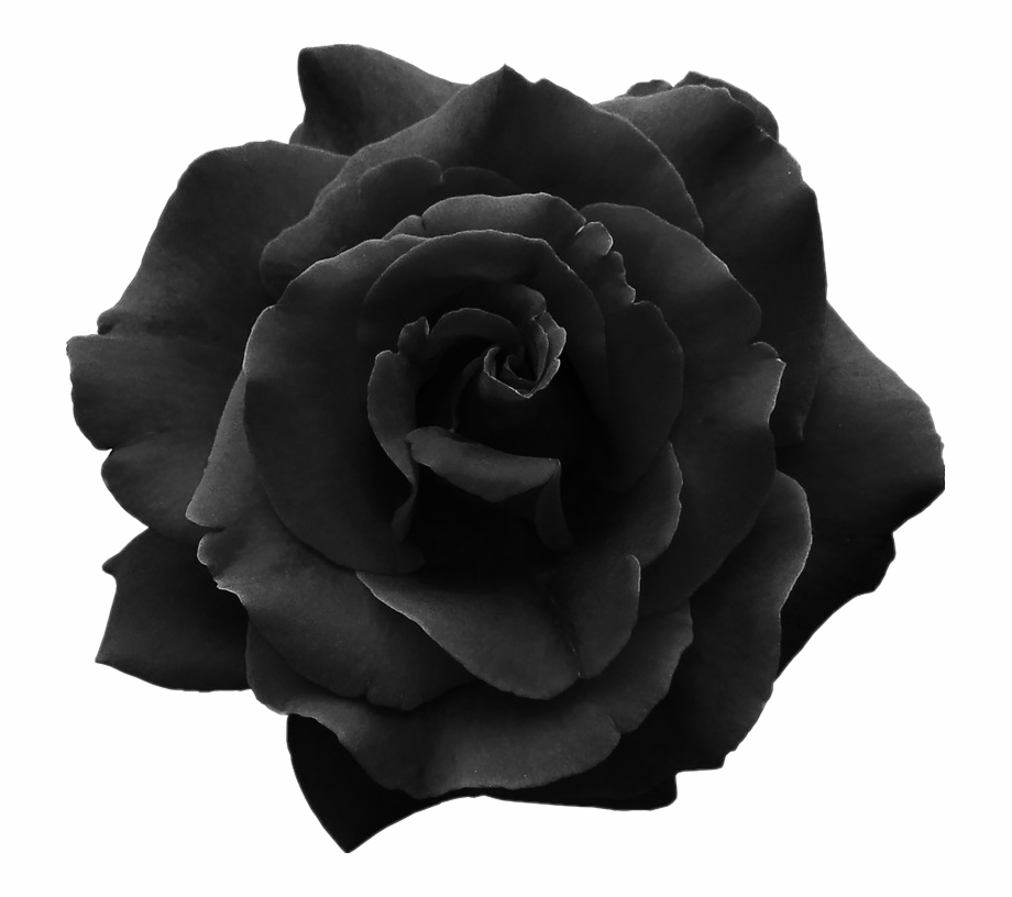 Dark Black Rose Overlays Stickers Black Roses Transparent