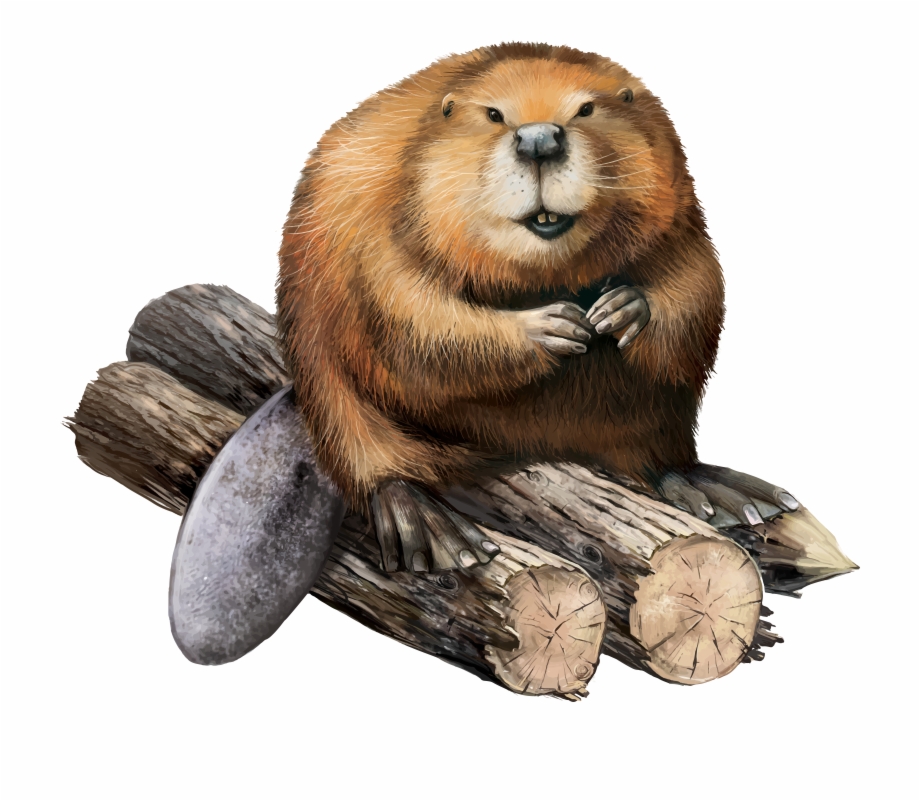 Beaver Png