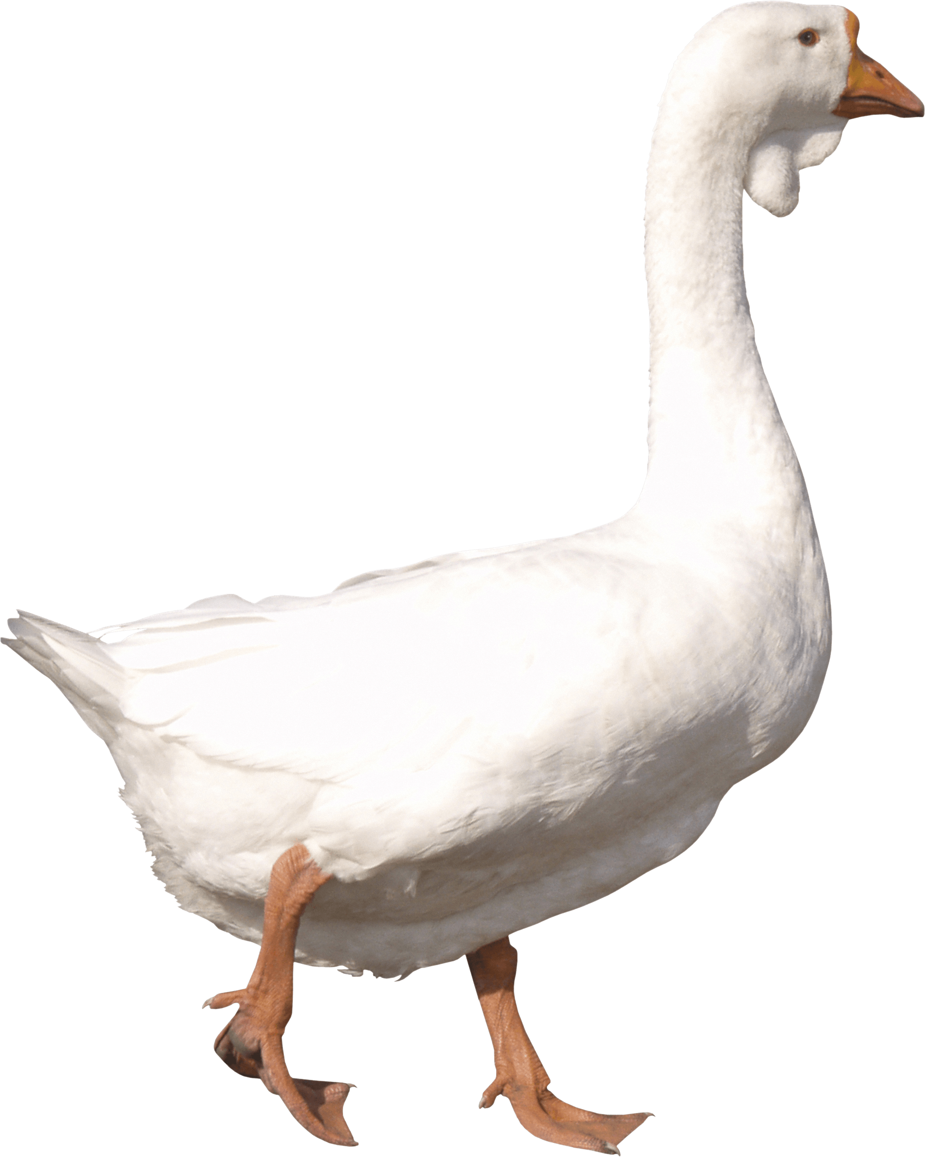 Goose Png