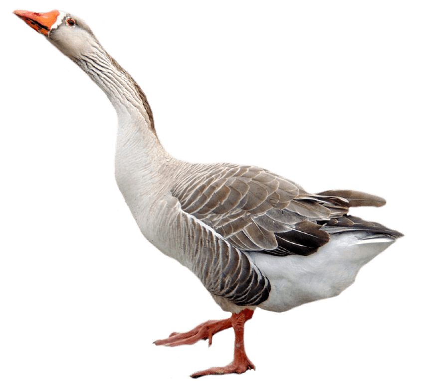 Goose Png - Clip Art Library