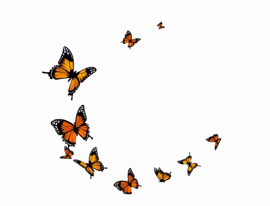 Бабочек легкая стая. Много бабочек. Много бабочек на прозрачном фоне. Стайка бабочек на прозрачном фоне. Летающие бабочки на прозрачном фоне.