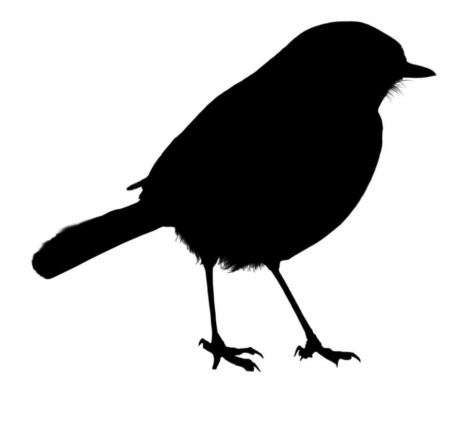 Bird Silhouette Png Portable Network Graphics