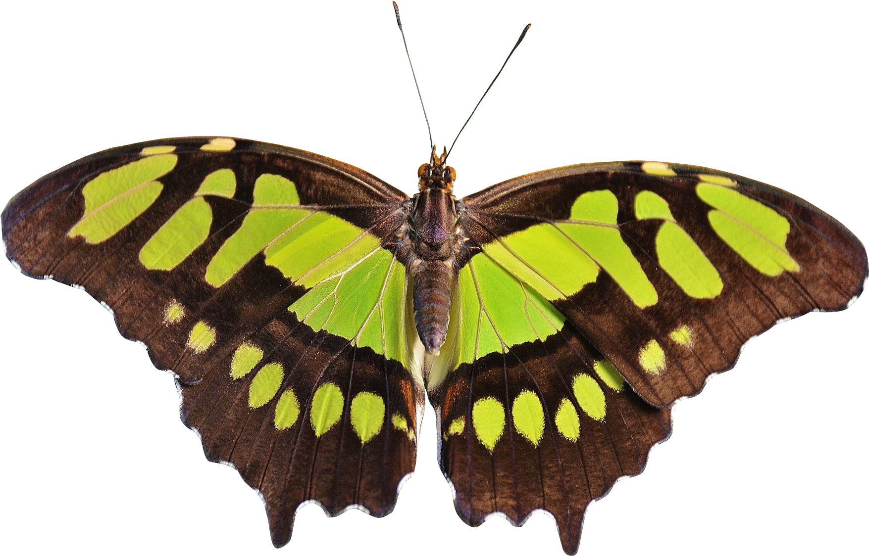 Butterflies Png Transparent