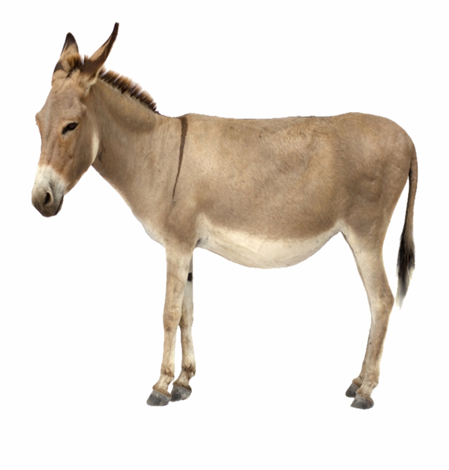 Donkey Png Covering Your Ass