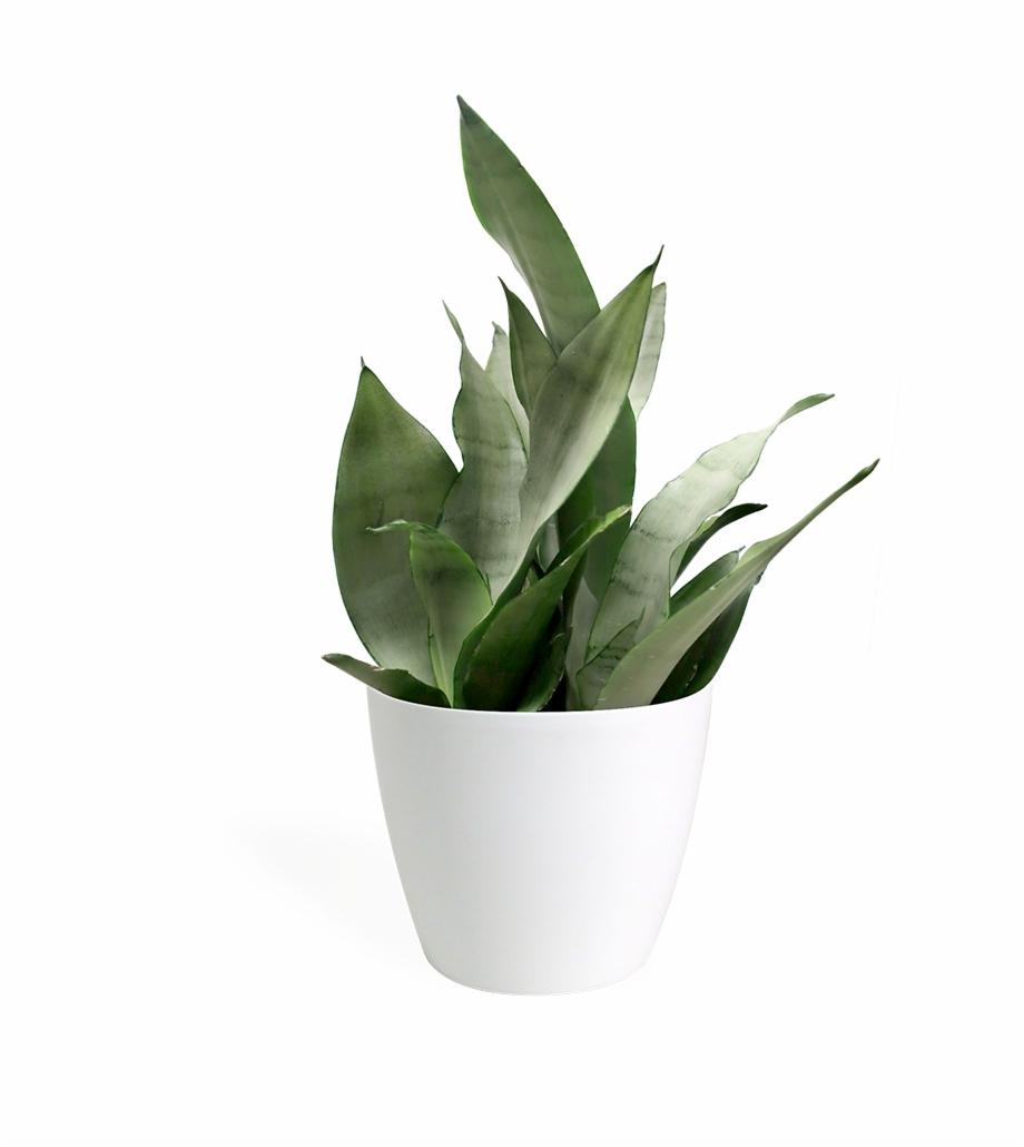 Sansevieria Moonshine Small Transparent Small Plant Png