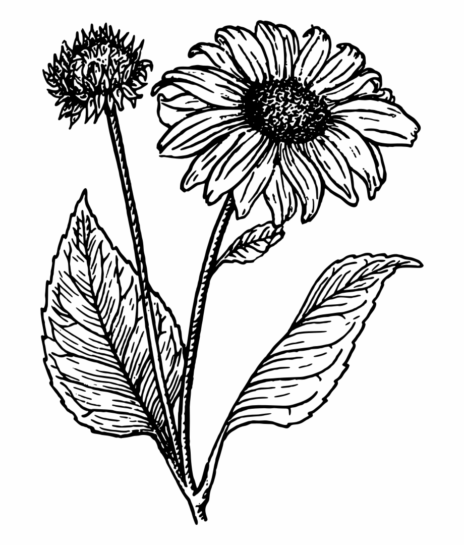black and white sunflower clipart
