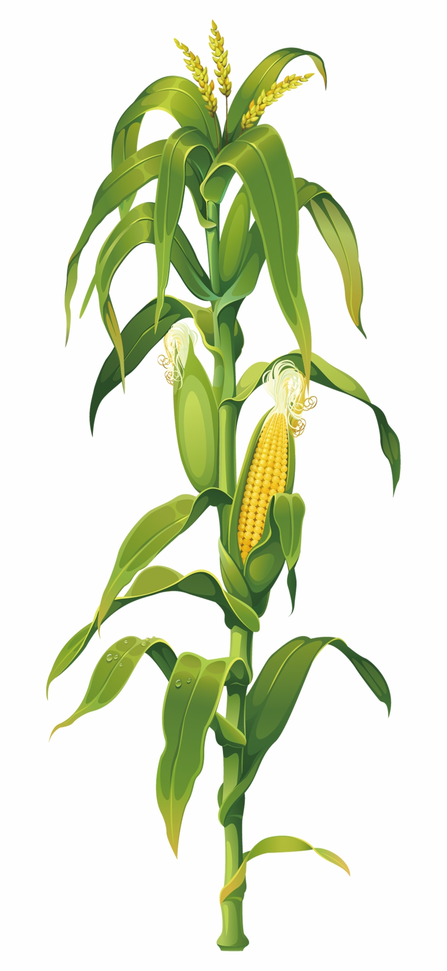 Maize Plant On Corn Cob The Drawing Clipart