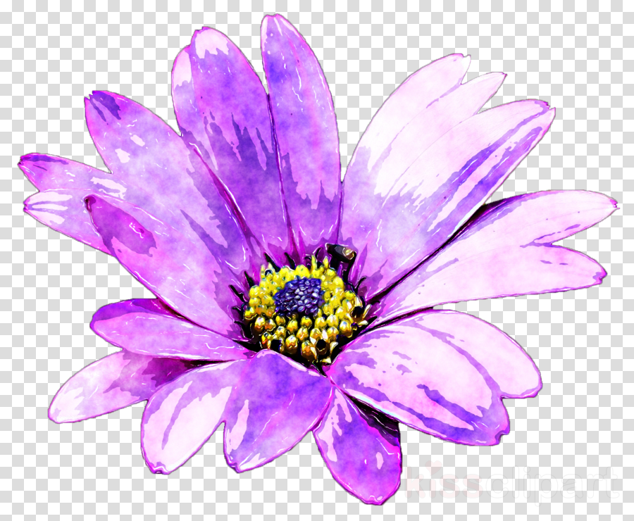 Purple Flower Painting Clipart Common Daisy Watercolor Png