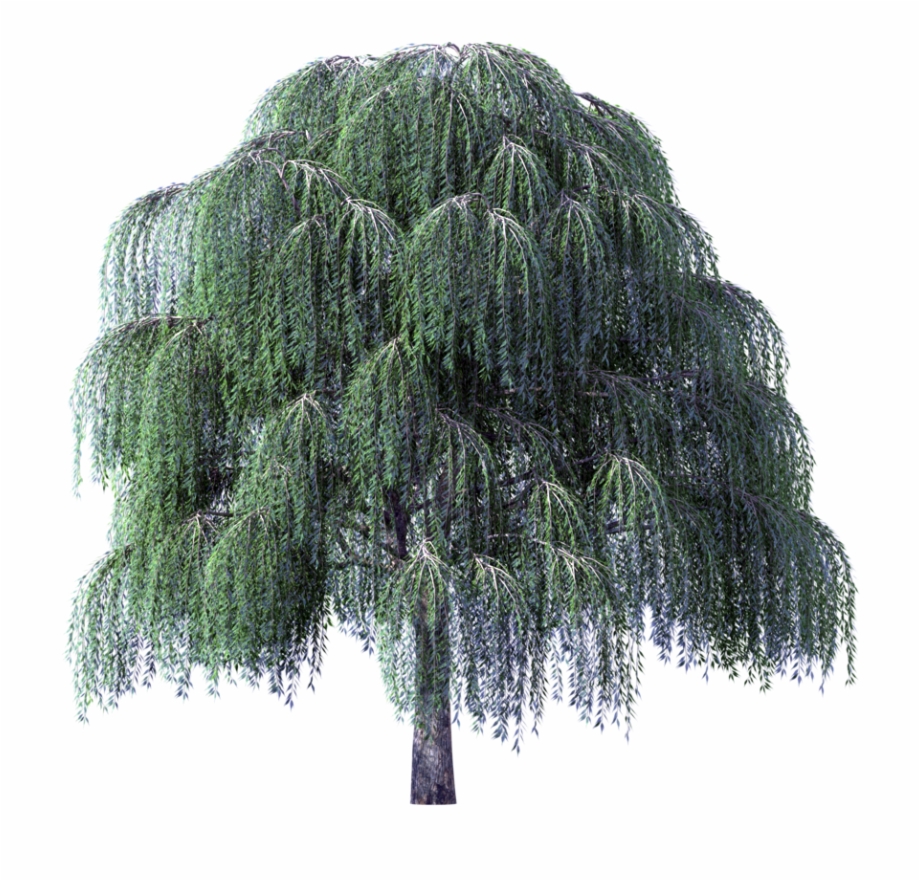 Tree Clipart Weeping Willow River Transparent Weeping Willow