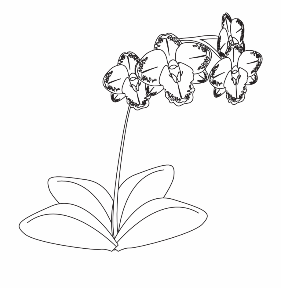 Clipartist Net Clip Art Plante Orchidee Orchid Orchid