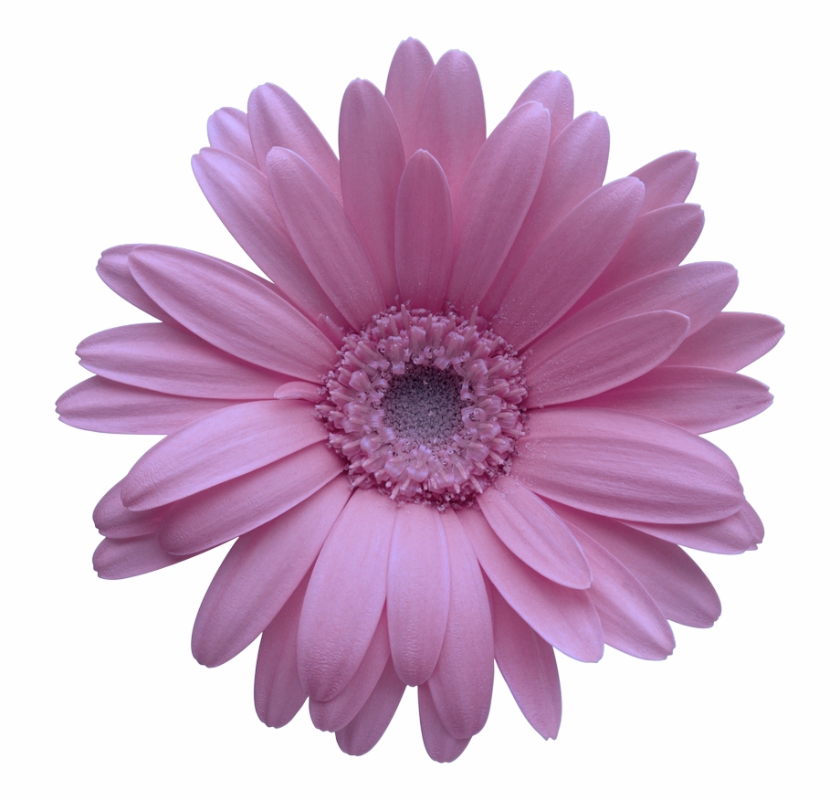 Collection Of Free Daisy Vector Barberton