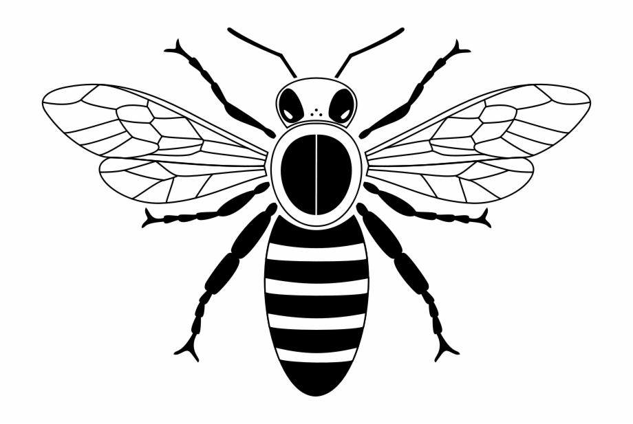 simple honey bee drawing
