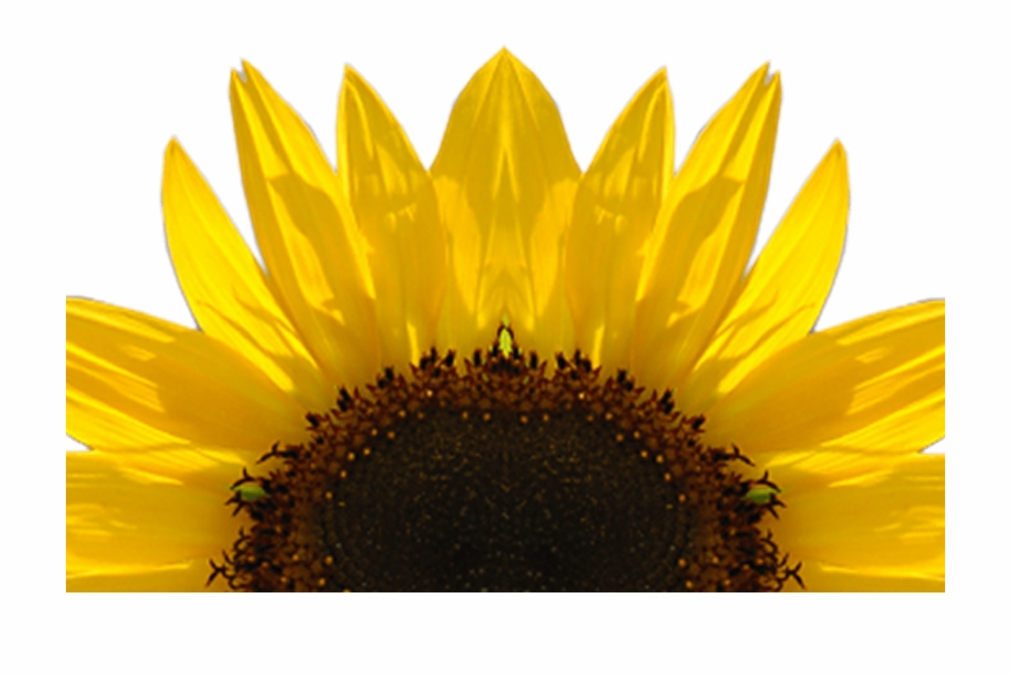 Sunflowers Png Transparent Sunflowerspng Images Pluspng Transparent Sunflower