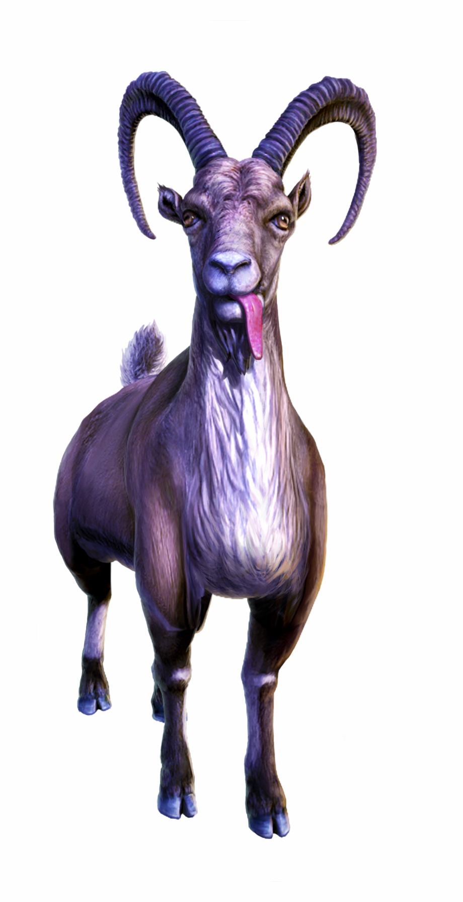 Feral Goat