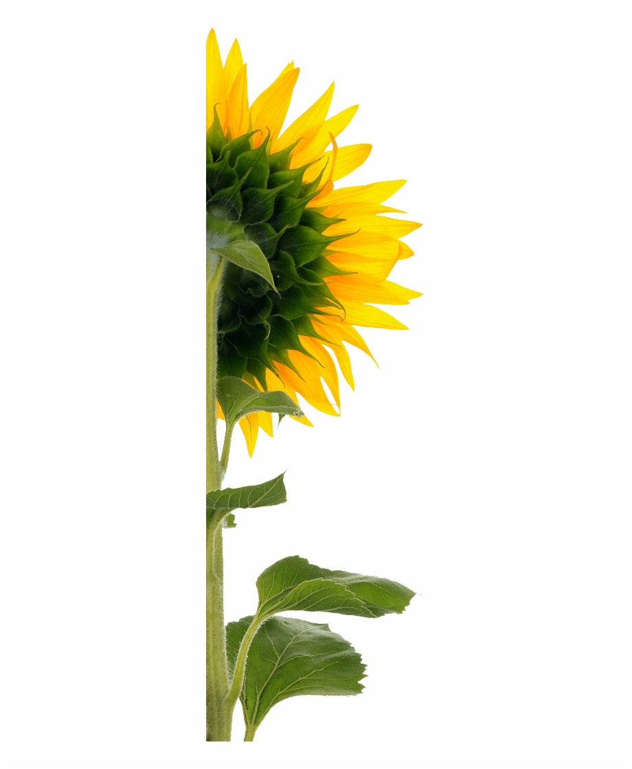 Sunflower Sunflower Back Png - Clip Art Library