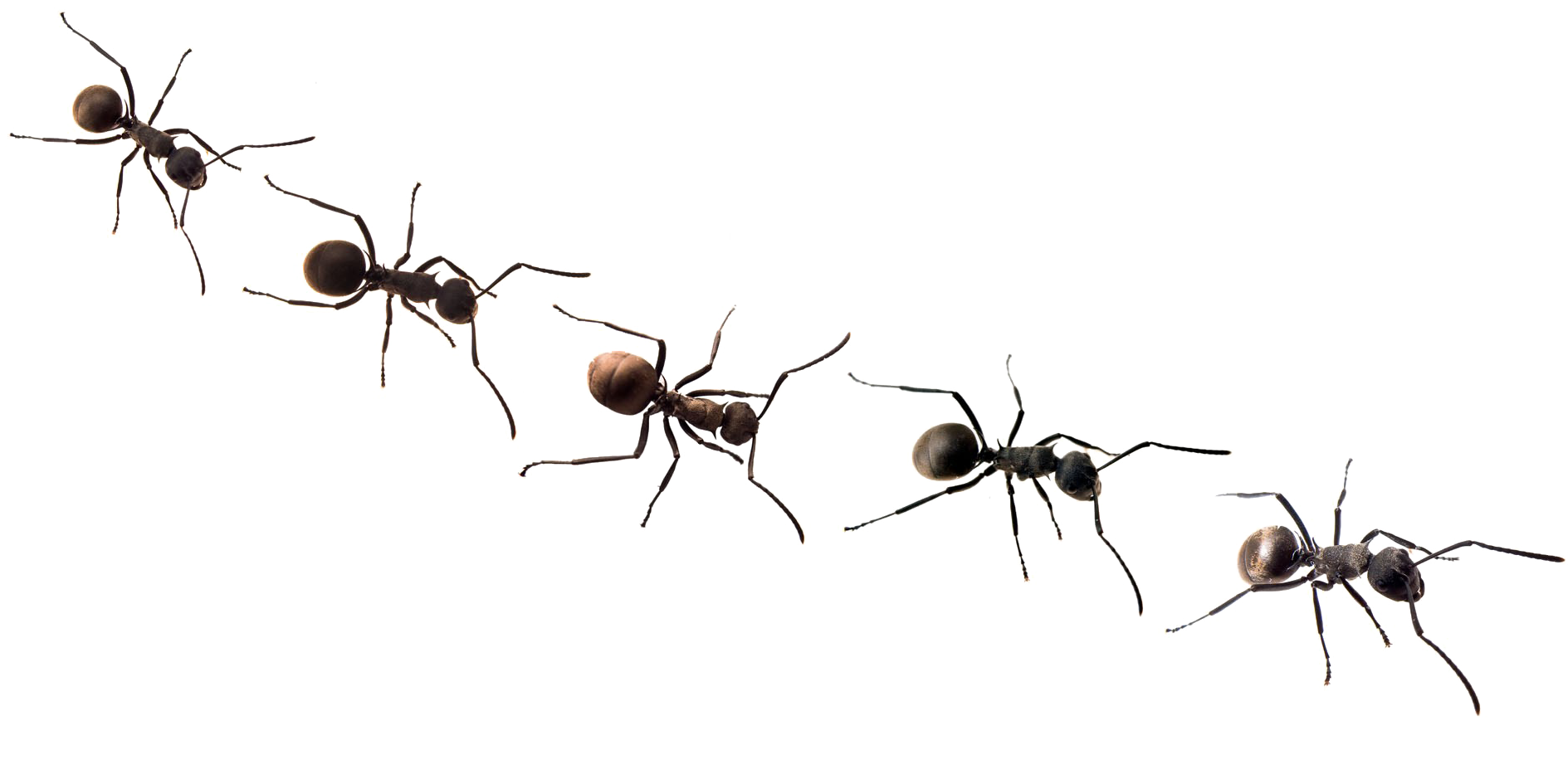 Ants Png Free Background Ants With No Background