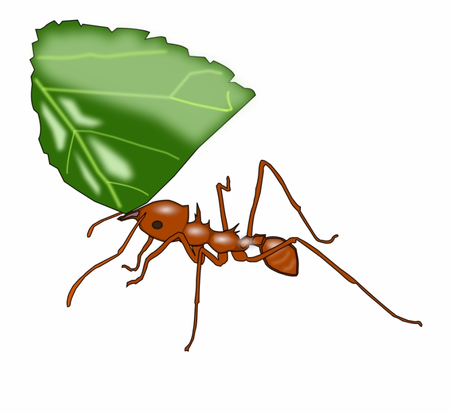 Vector Ant Art Leaf Cutter Ant Illustration