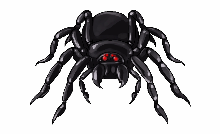 Black Giant Spider Insect