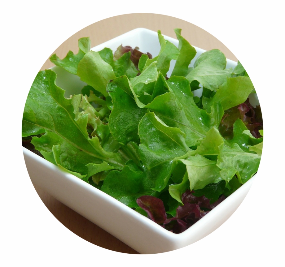 Head Of Lettuce Transparent Base Of The Salad - Clip Art Library