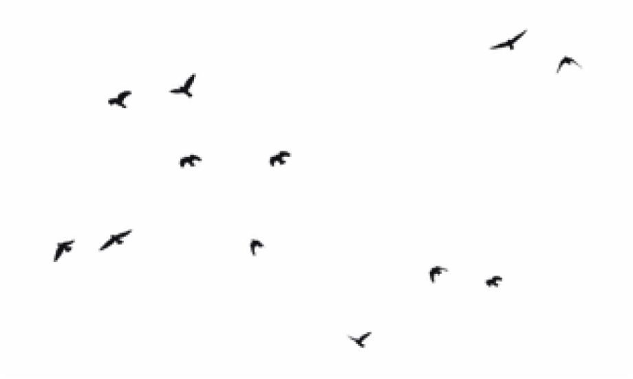 Birds Png Transparent Background Bird Silhouette Png