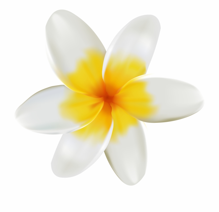 Yellow Flower Clipart Tropical Plumeria Png