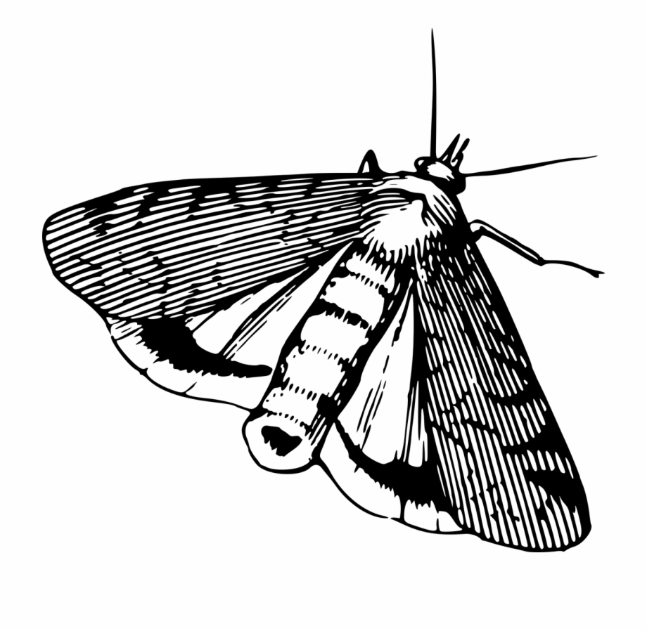 Animal Insect Moth Png Image Black And White