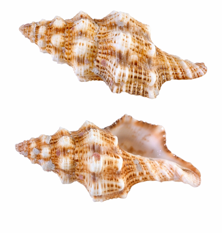 Transparent Sea Snail Shells Png Picture Sea Snail - Clip Art Library