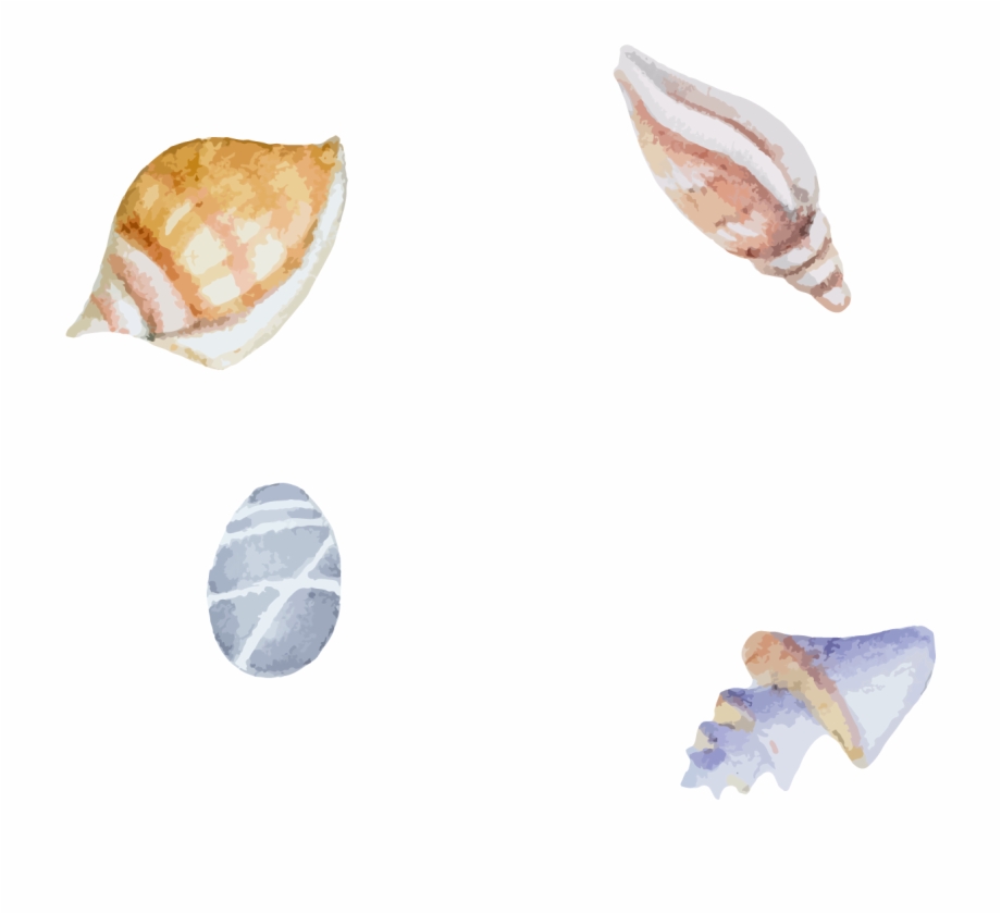 Clam Sea Snail Shell