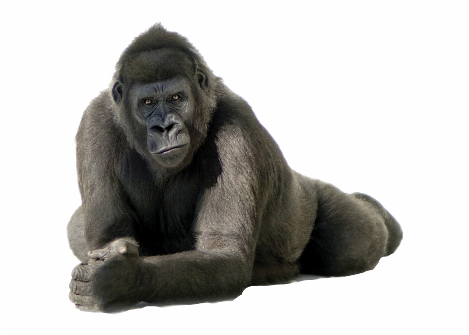 King Kong Gorilla Hd Png