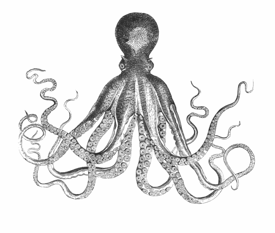 Octopus Png Mollusks Black And White