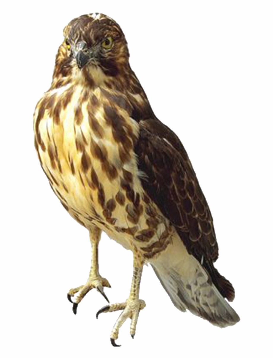Hawk Falcon Transparent