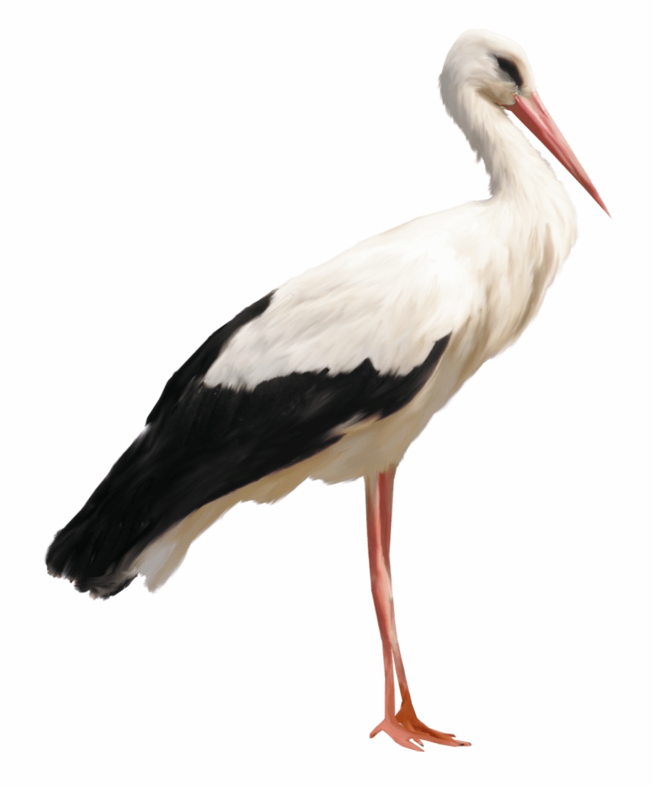 Stork Png