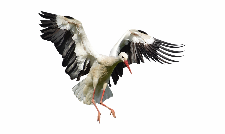 Stork Png Image With Transparent Background Bocian Png