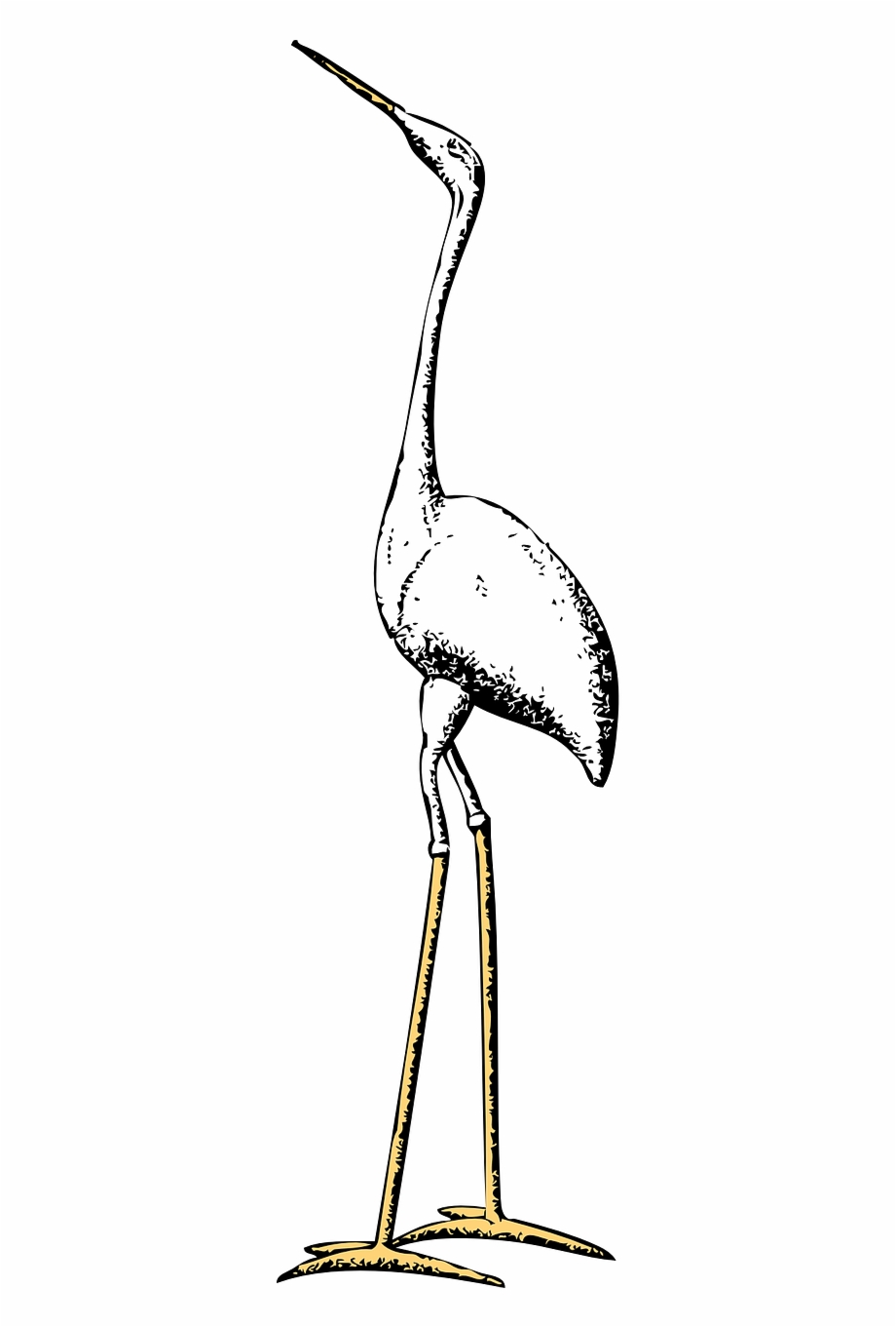 Stork Marabou Crane Animal Bird Png Image Tall