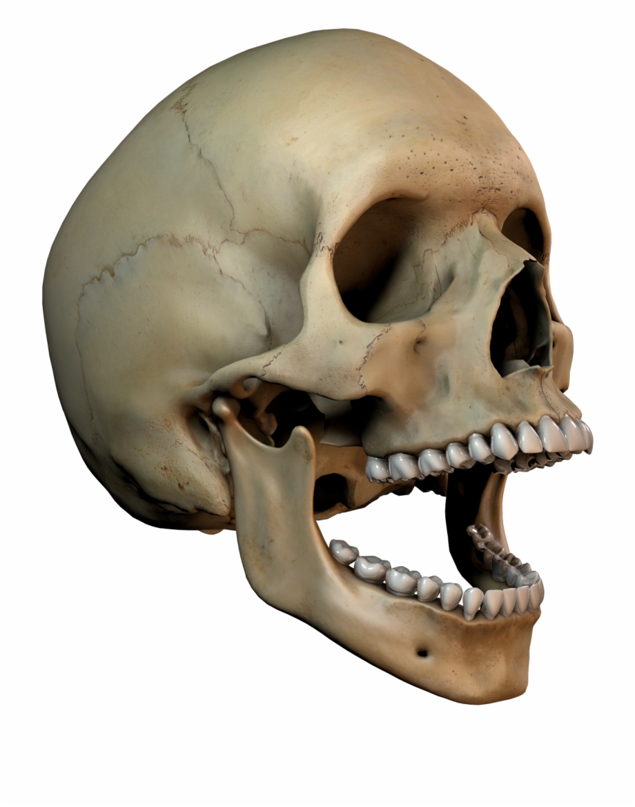 3D Skull Png Skull