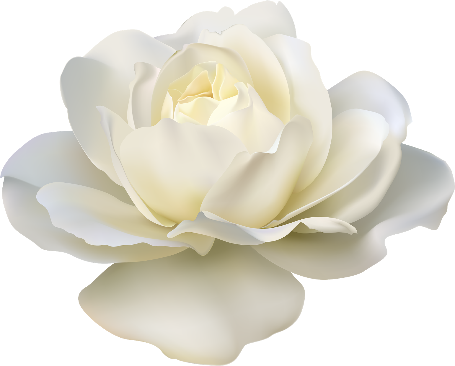 Rose Flower White Transparent White Roses Png