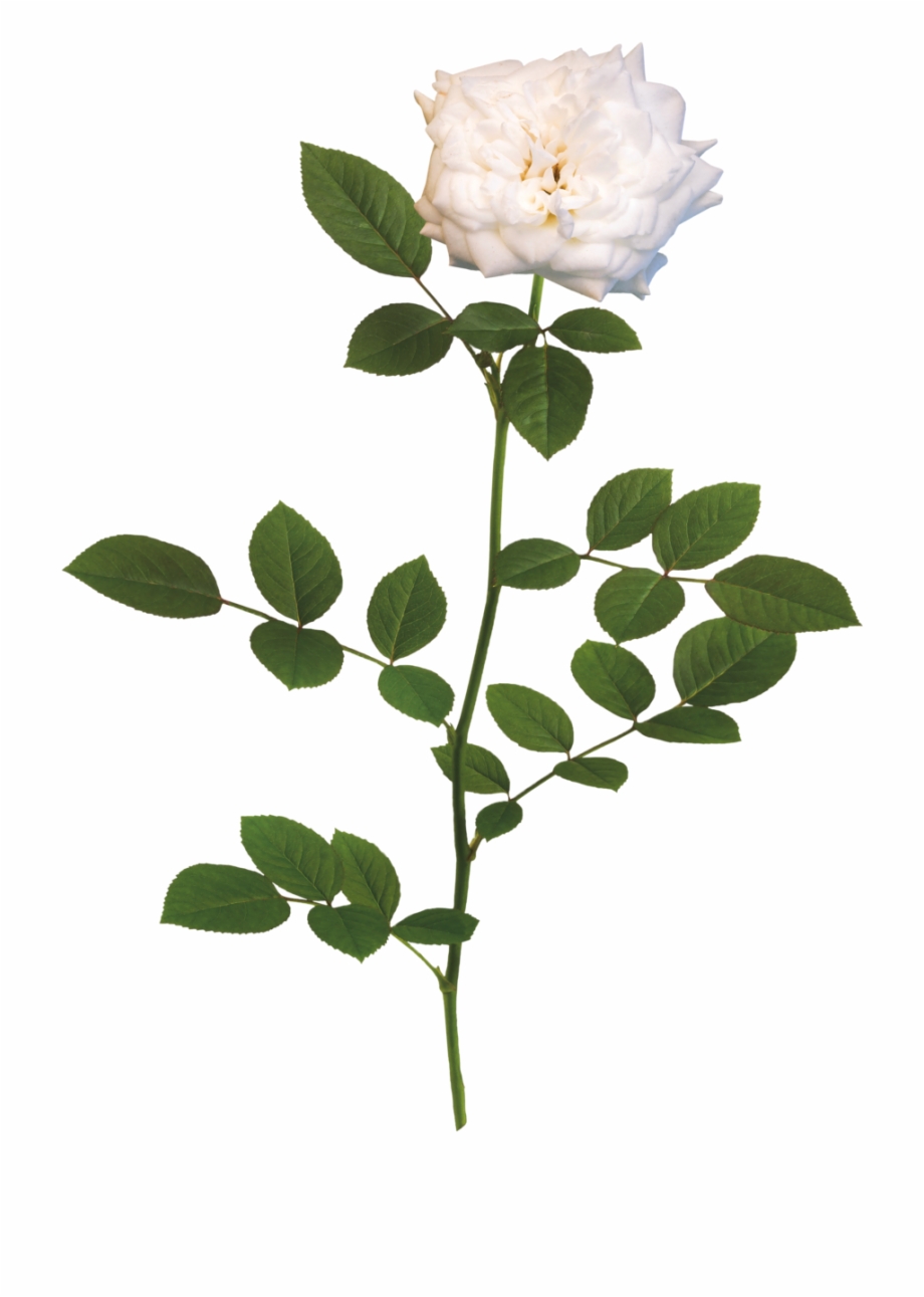 Perfect The White Drift Rose With White Rose