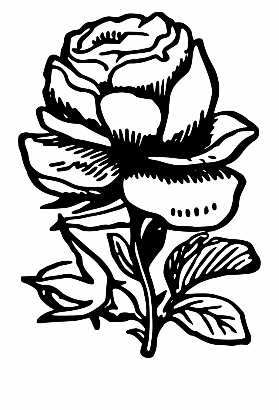 Drawing Medium Rose Black White Rose Png