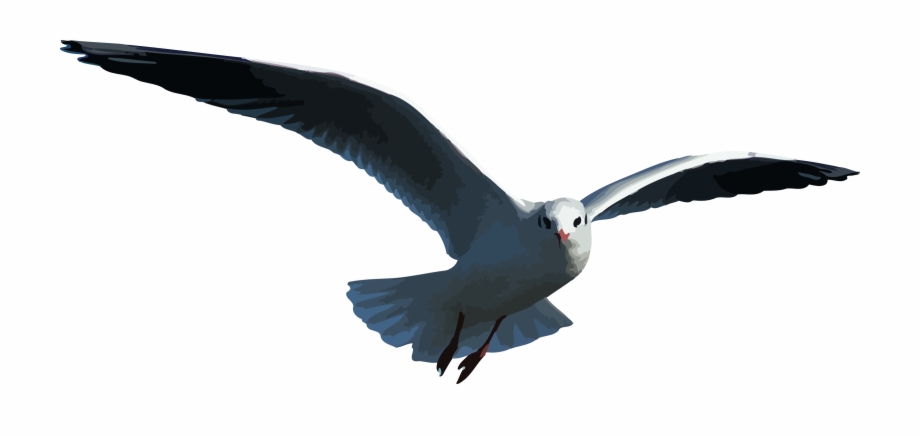 Petrel Outlander Seagull Flying Seagull Clipart Gif