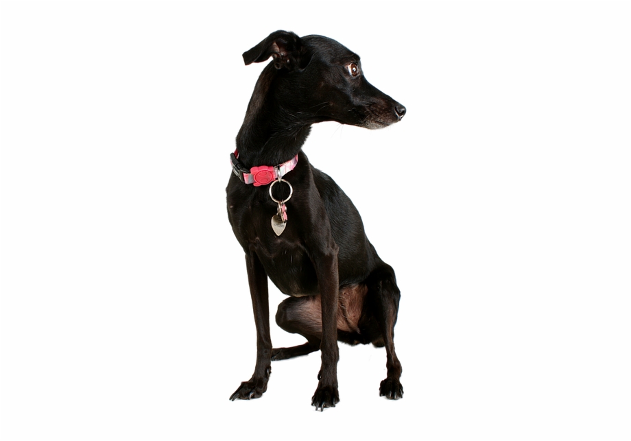 Black Dog Animal Transparent Png Image Pngriver Free