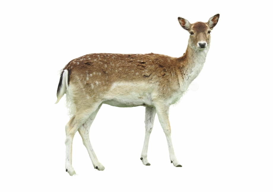 Roe Deer Isolated Fawn Young Forest Legs Hunter