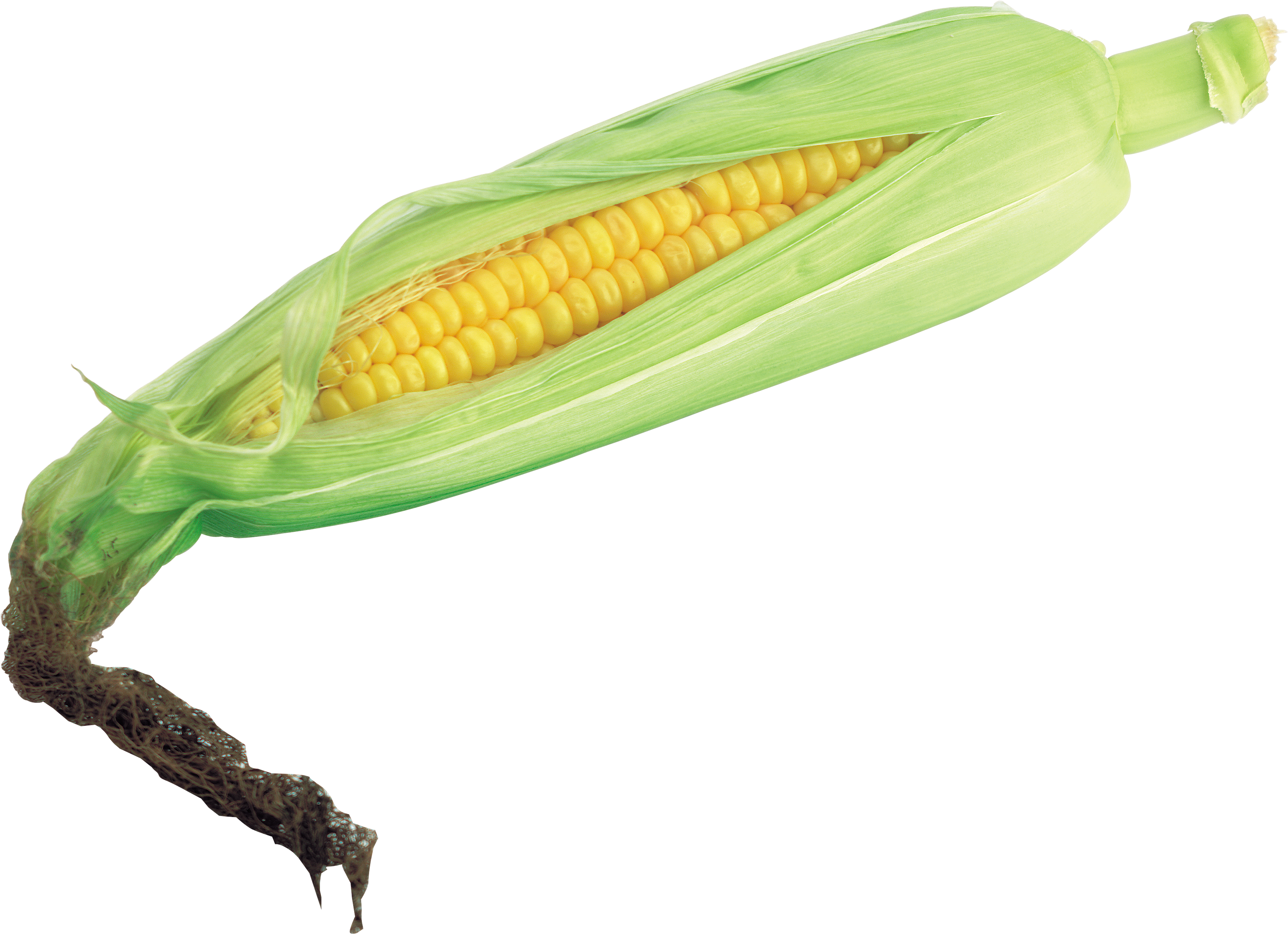 Corn Transparent Background Corn