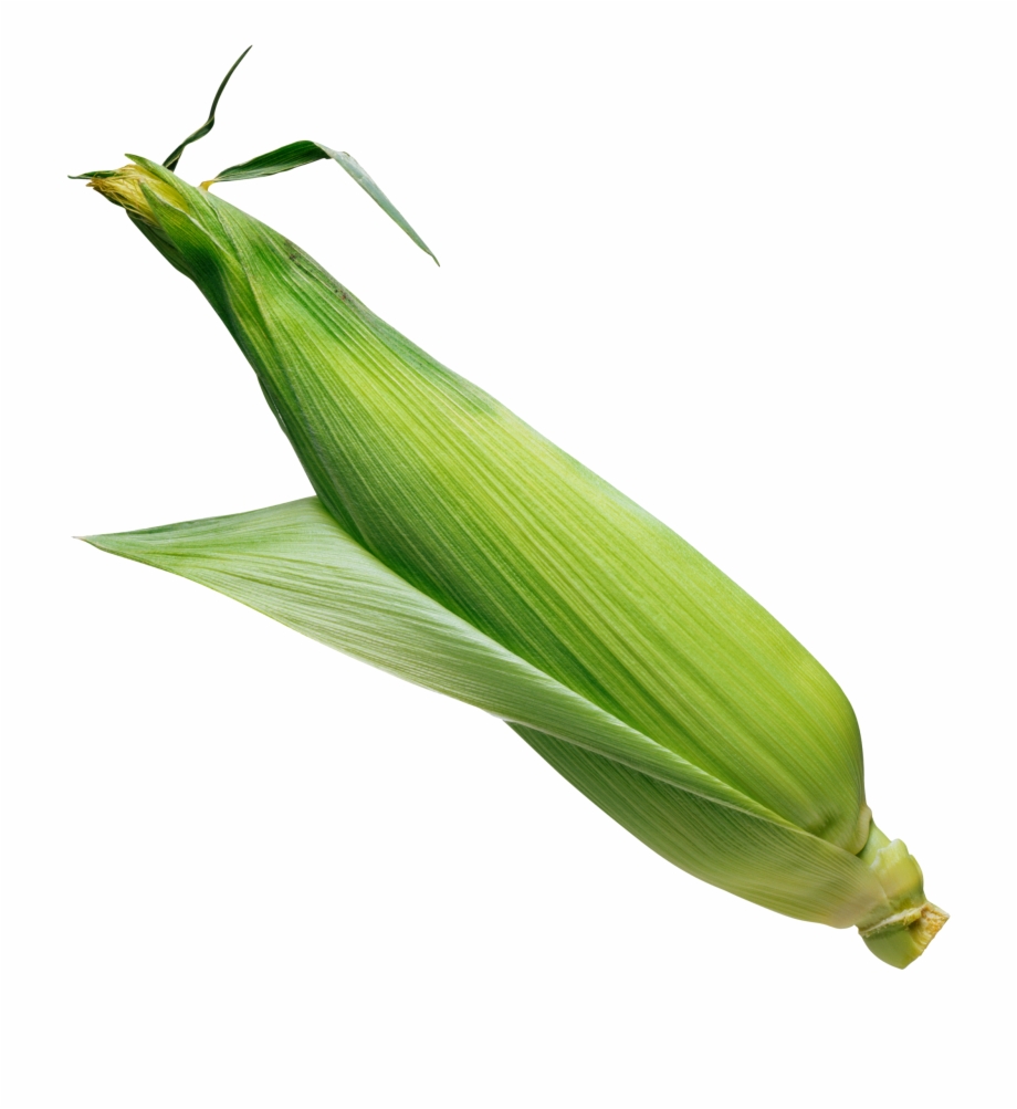 Corn Image On Transparent Background