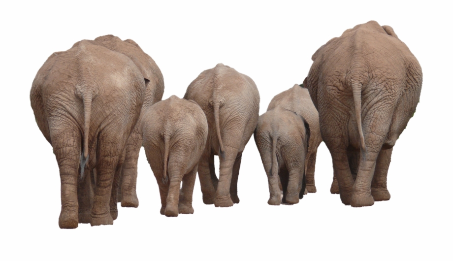 Elephant Group Elephant Group Png