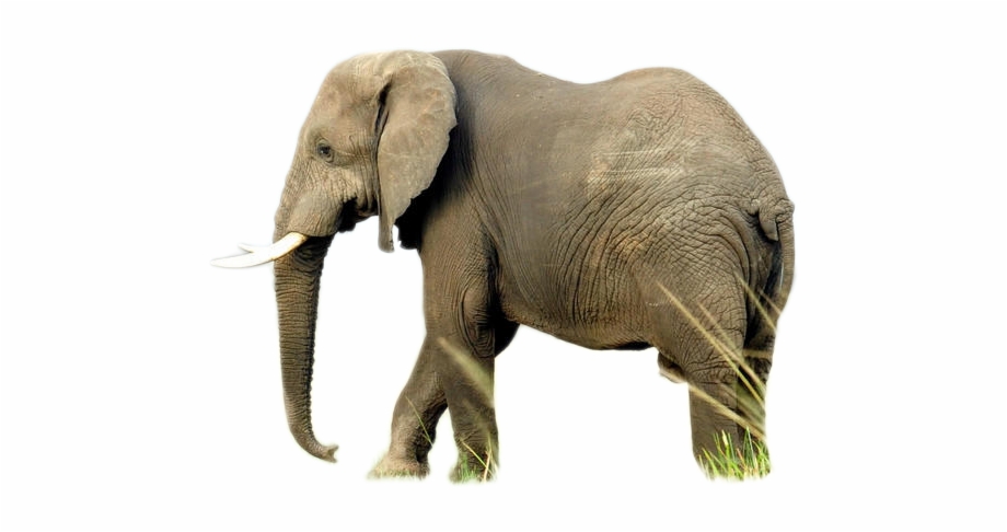 Elephant Png Image Elephant
