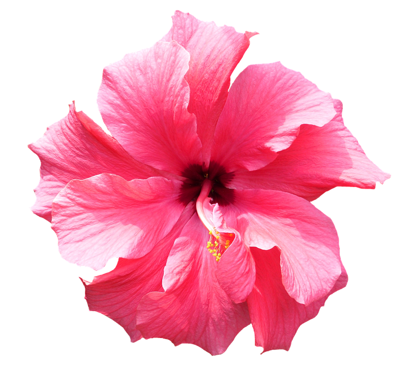 Tropical Flower Png