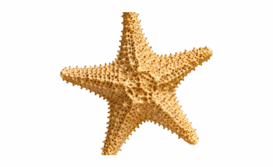 Starfish Png Transparent Images Starfish With Transparent Background