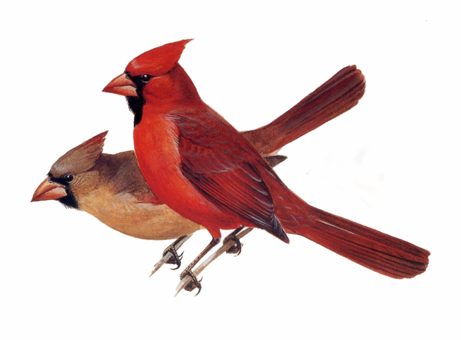 Northern Cardinal Peterson Field Guide To Birds